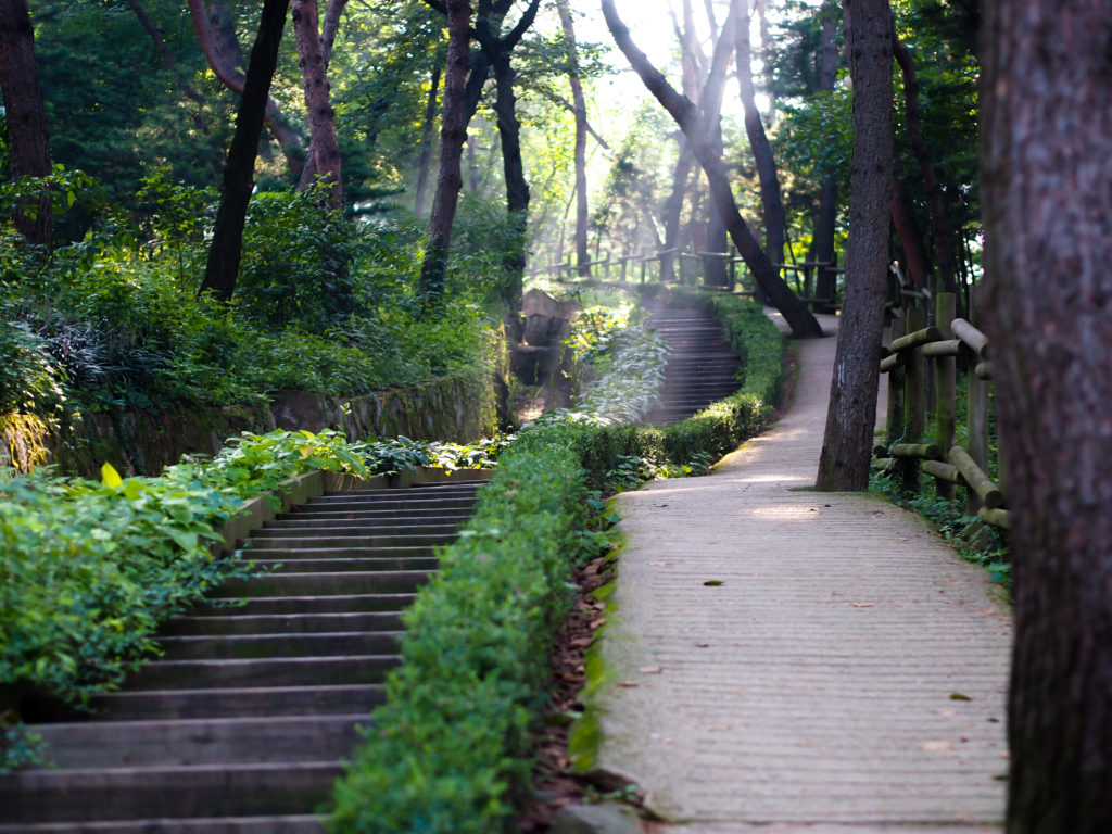 Morning Light on a Mountain Path